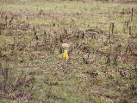 ArbeitseinsatzHolungsbuegelteich 2025 018