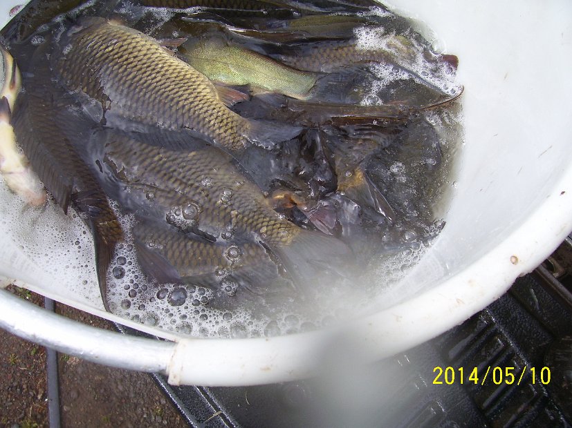 BesatzTauchersee2014_003