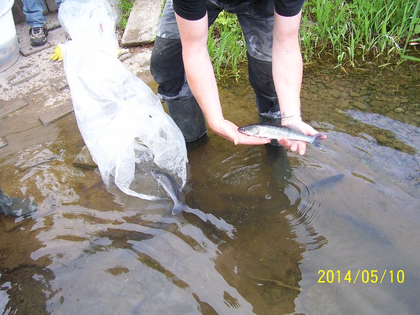 BesatzTauchersee2014_031