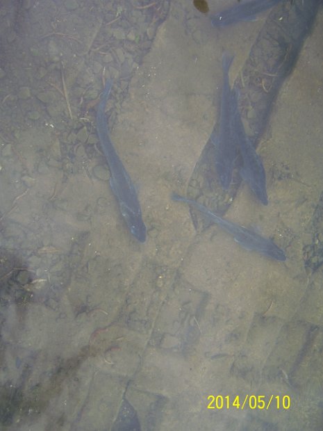 BesatzTauchersee2014_033