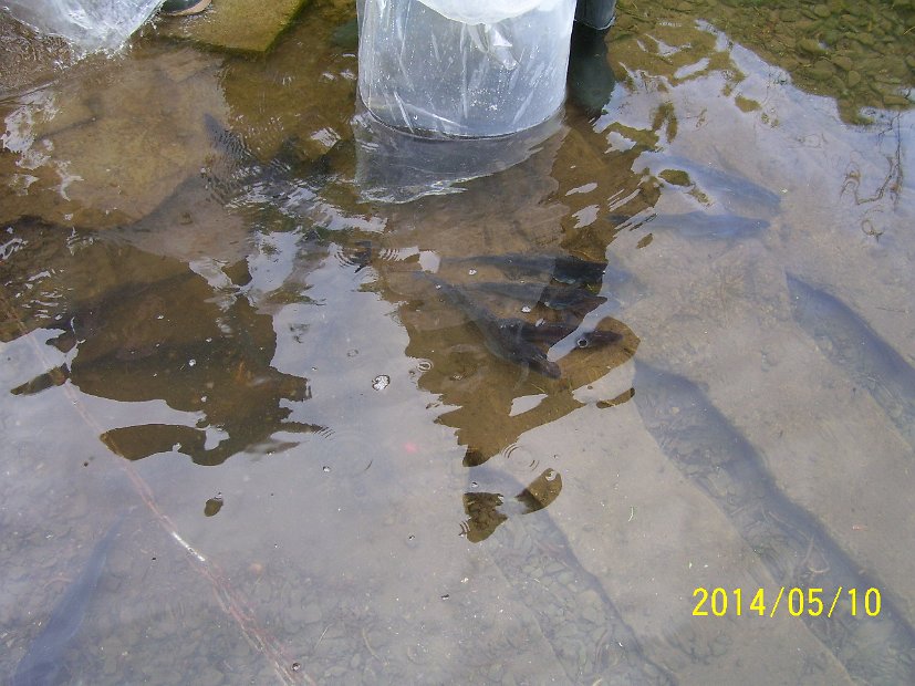 BesatzTauchersee2014_034