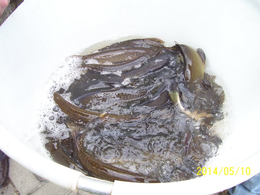 BesatzTauchersee2014_036