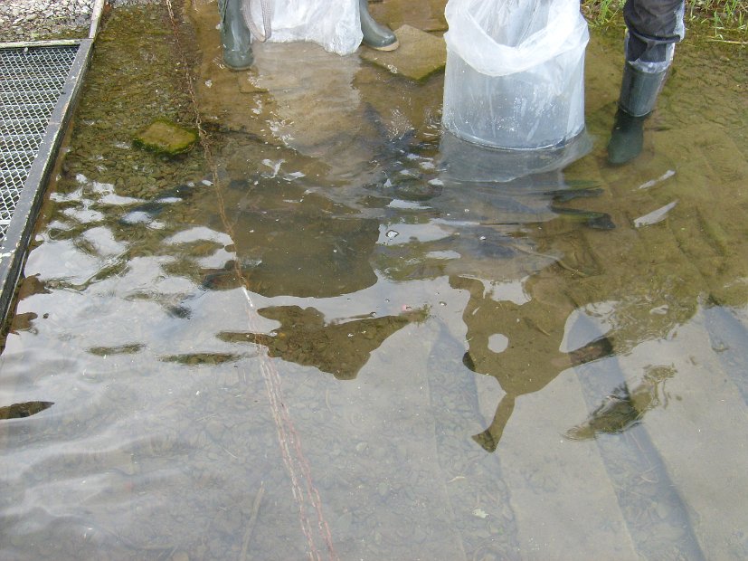 BesatzTauchersee2014_051